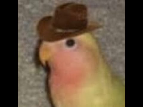 Contributor's profile picture