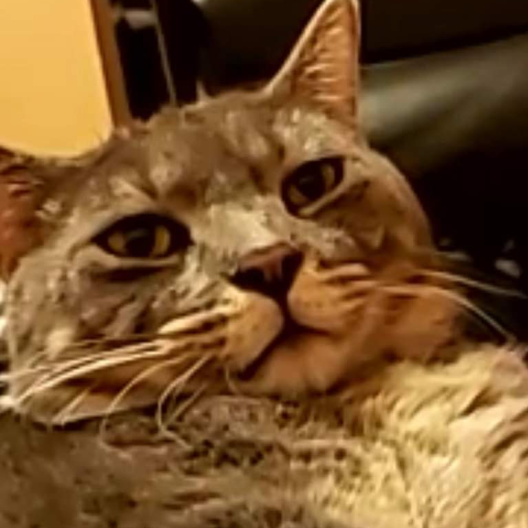 Contributor's profile picture