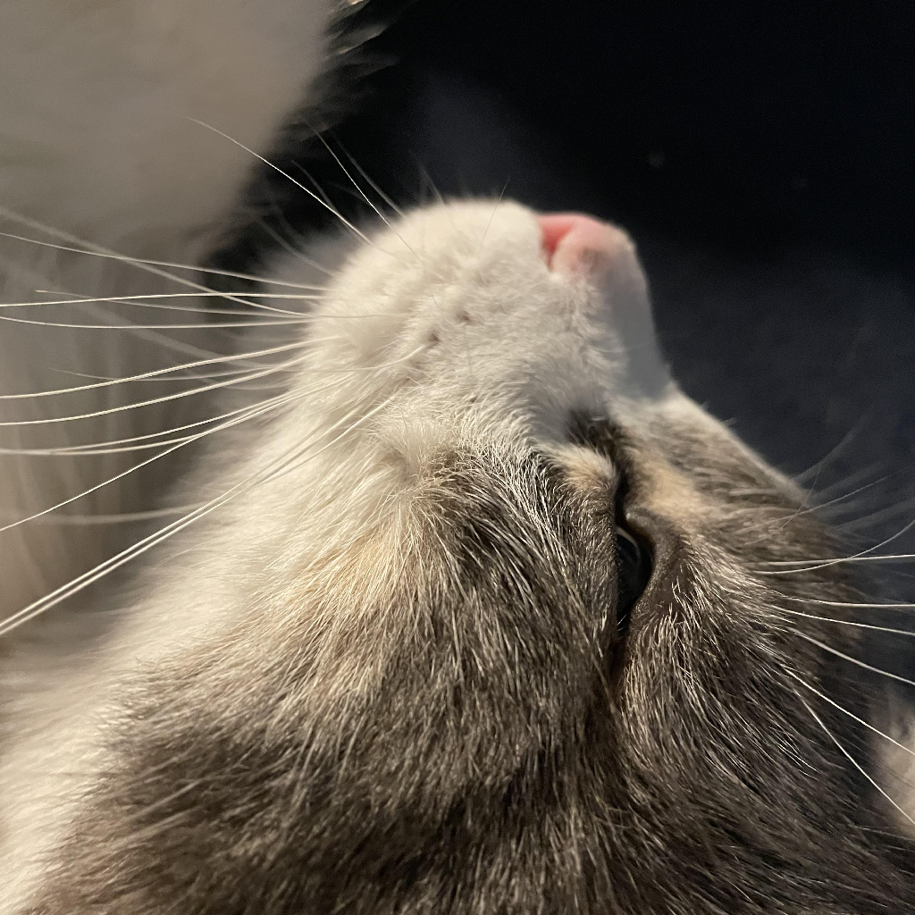 Contributor's profile picture