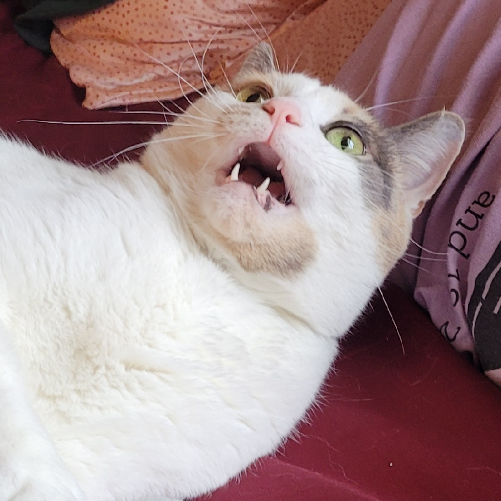 Contributor's profile picture