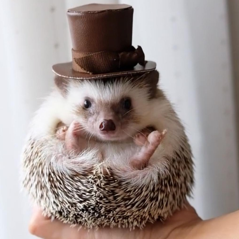 Contributor's profile picture