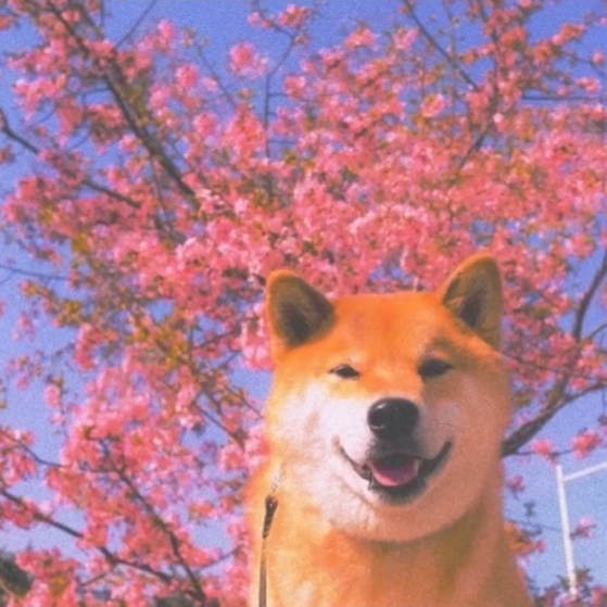 Contributor's profile picture