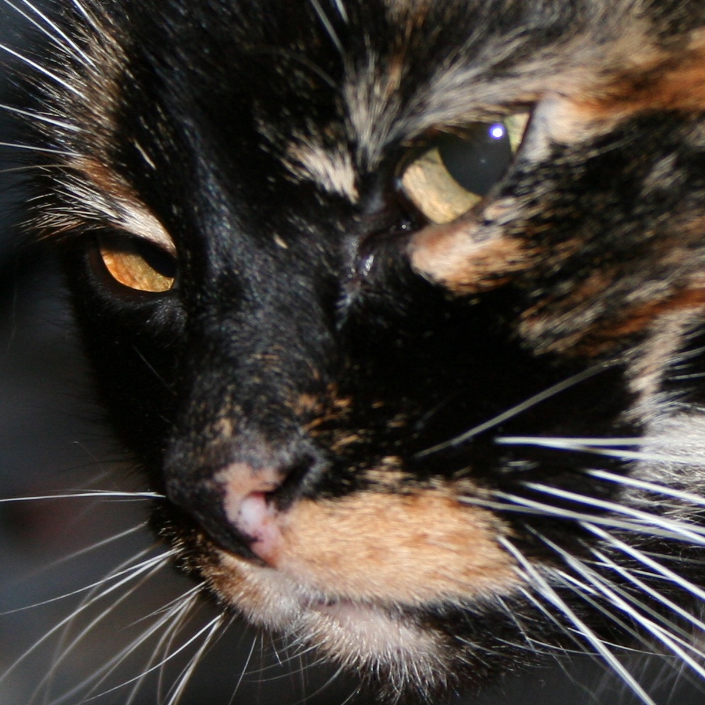 Contributor's profile picture