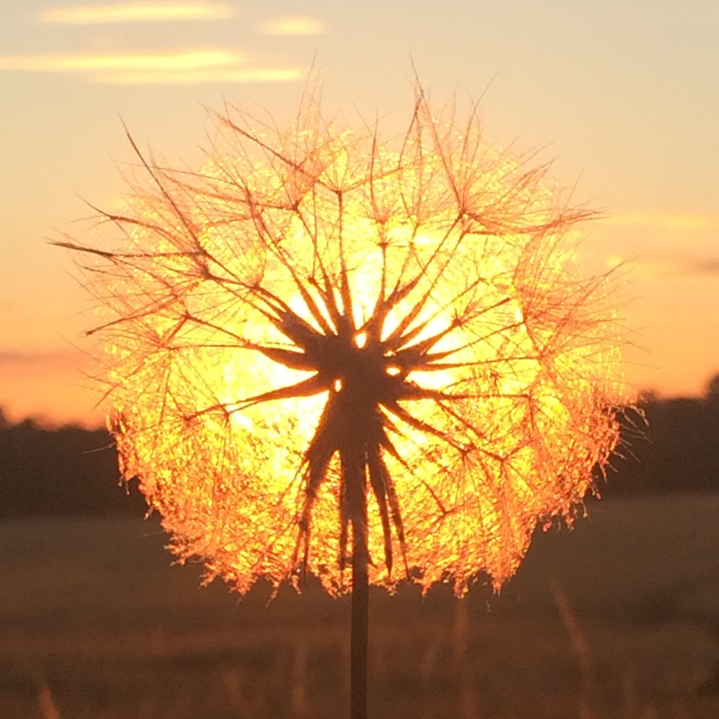 Contributor's profile picture