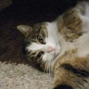 Contributor's profile picture