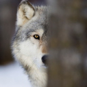 Contributor's profile picture