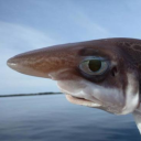 Contributor's profile picture