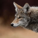 Contributor's profile picture